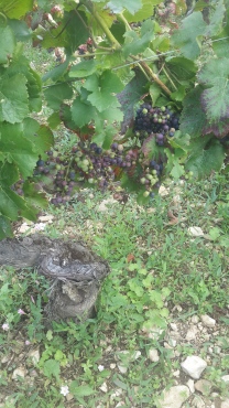 Old vines showing significant damage
