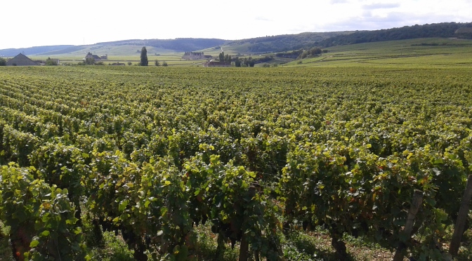 Burgundy Harvest Updates – 2014