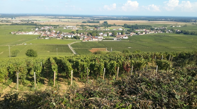 Burgundy Harvest Updates – Wednesday, September 17, 2014